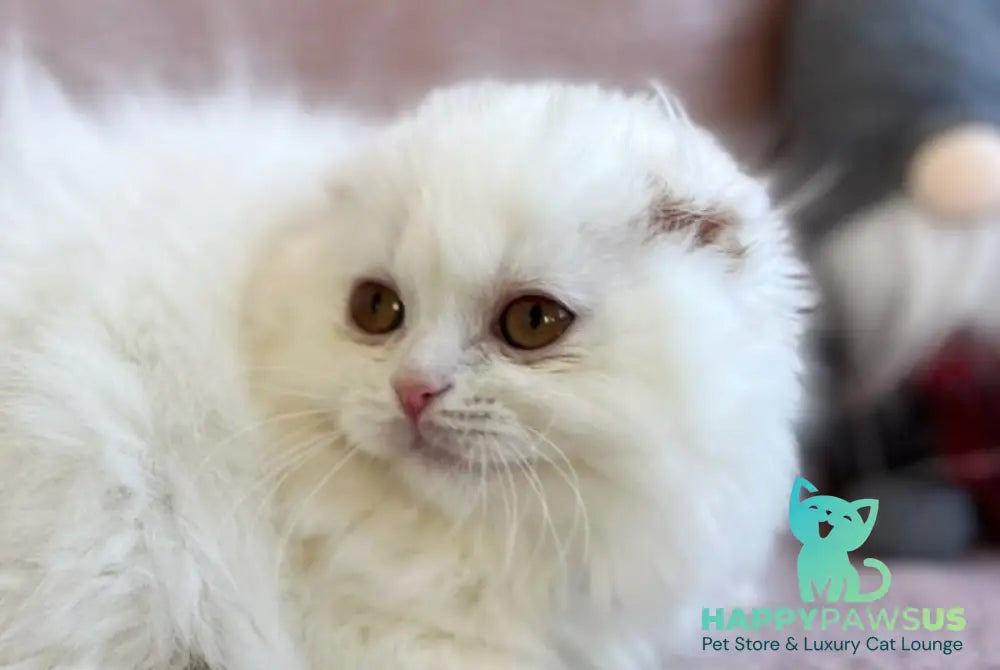 White Crazy Scottish Fold male white live animals