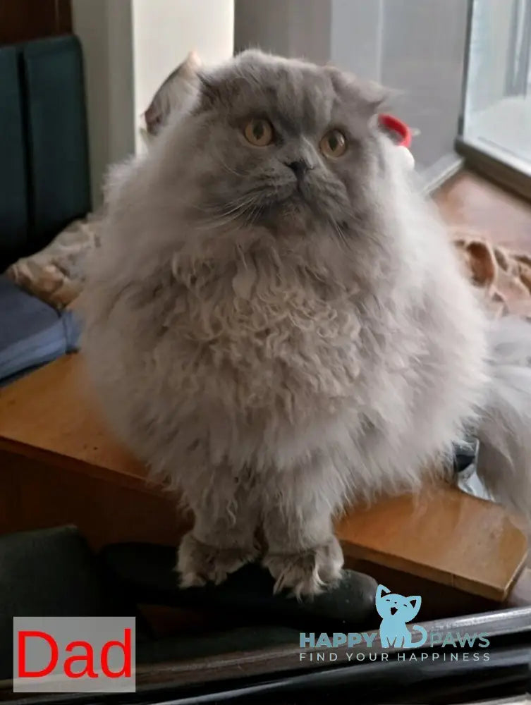 White Crazy Scottish Fold male white live animals