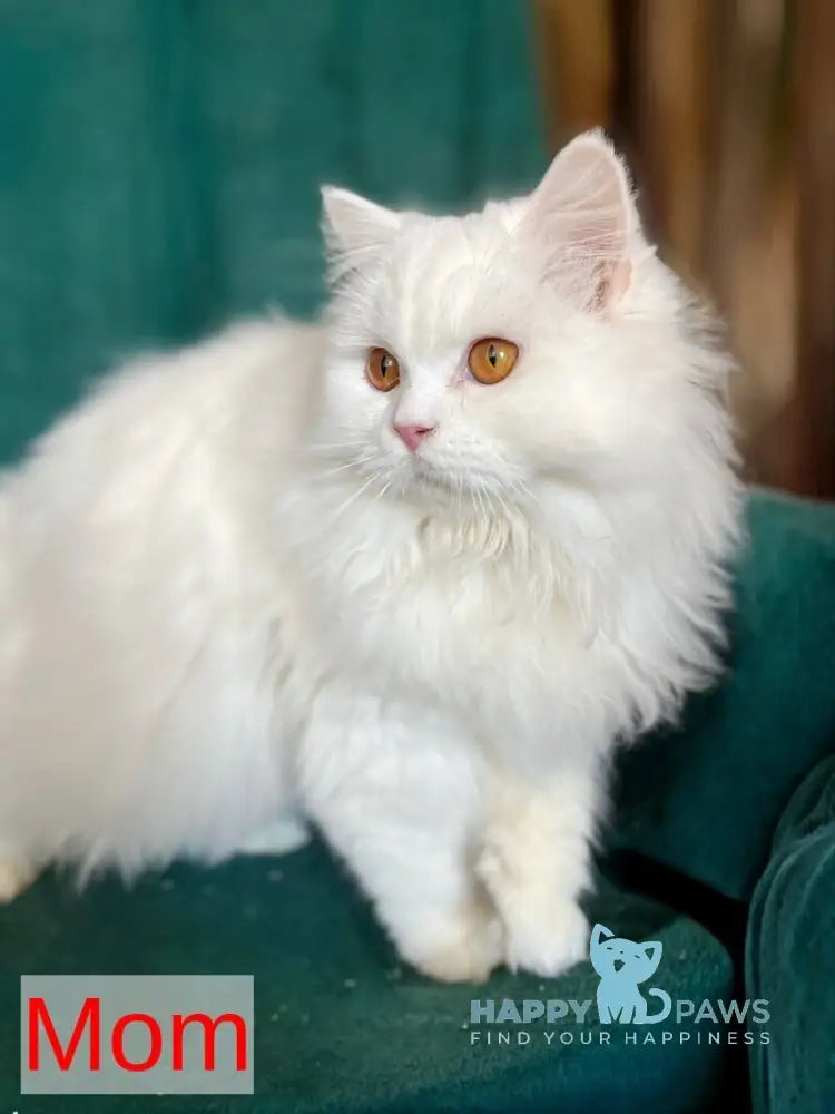 White Crazy Scottish Fold male white live animals