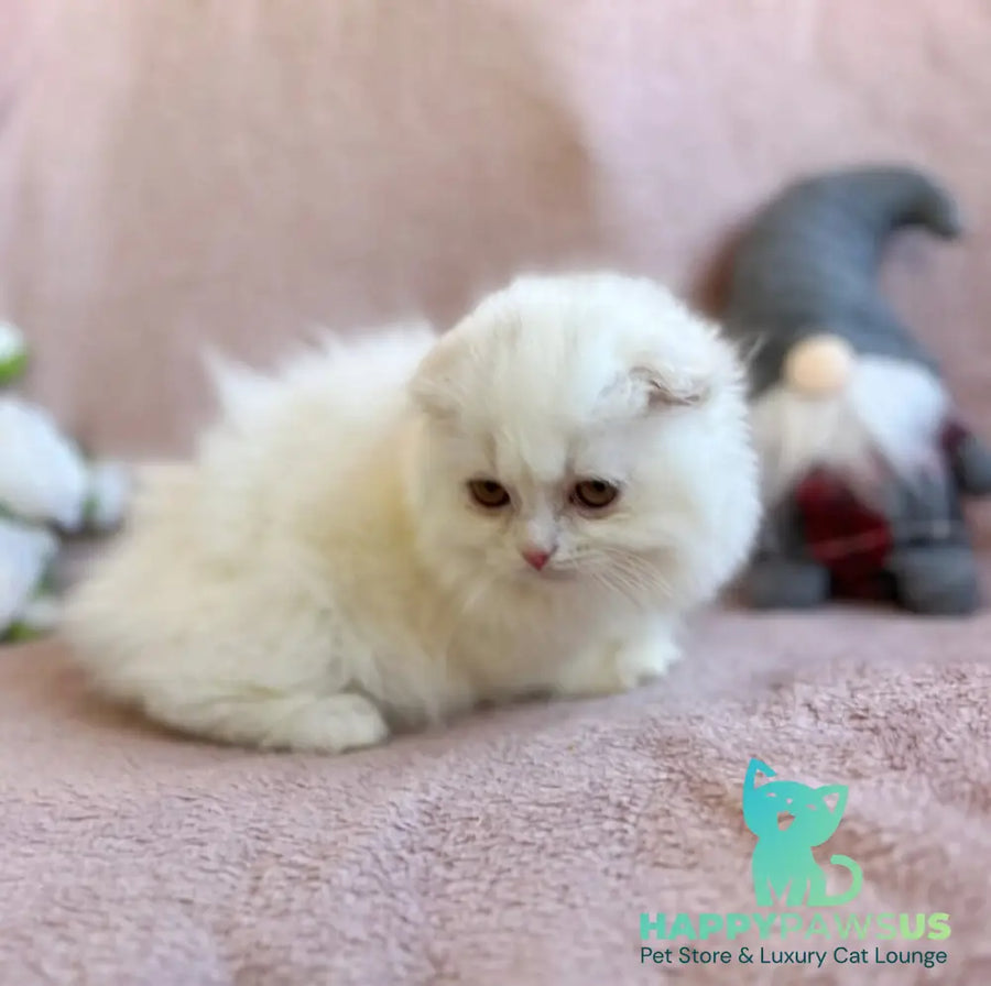 White Crazy Scottish Fold male white live animals