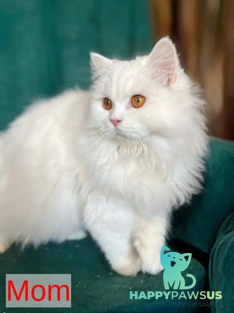White Crazy Scottish Fold male white live animals