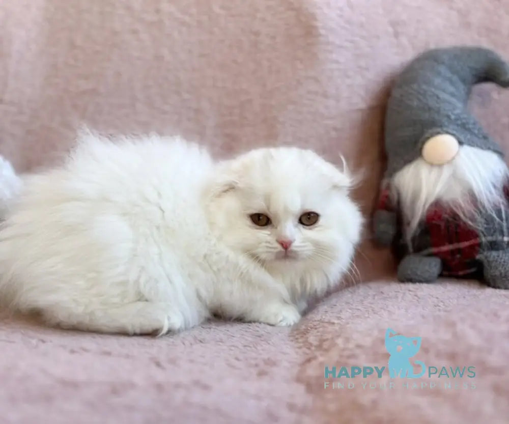 White Crazy Scottish Fold male white live animals
