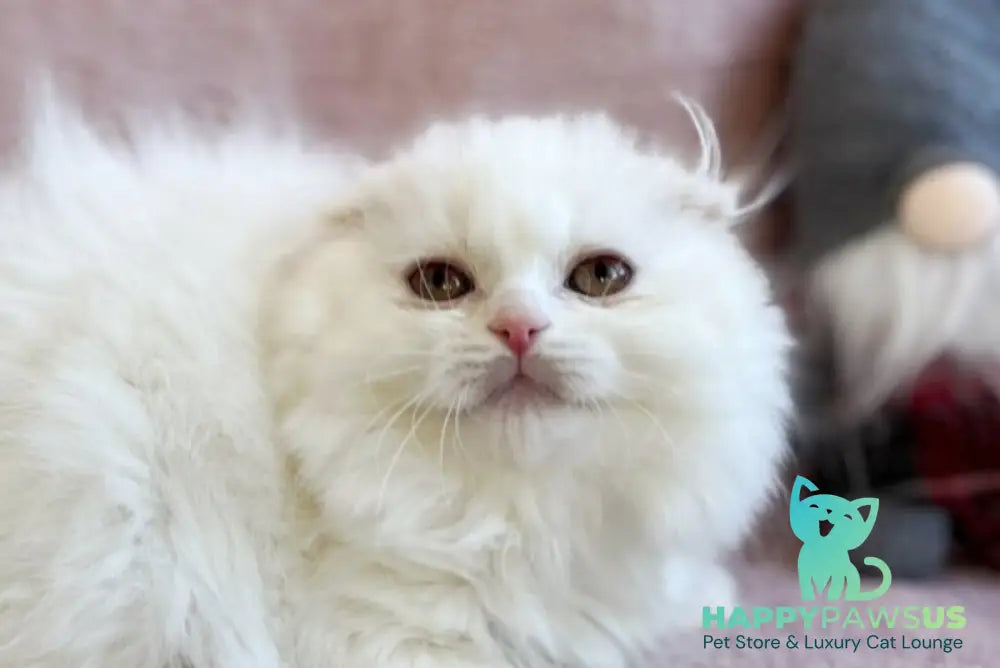 White Crazy Scottish Fold male white live animals