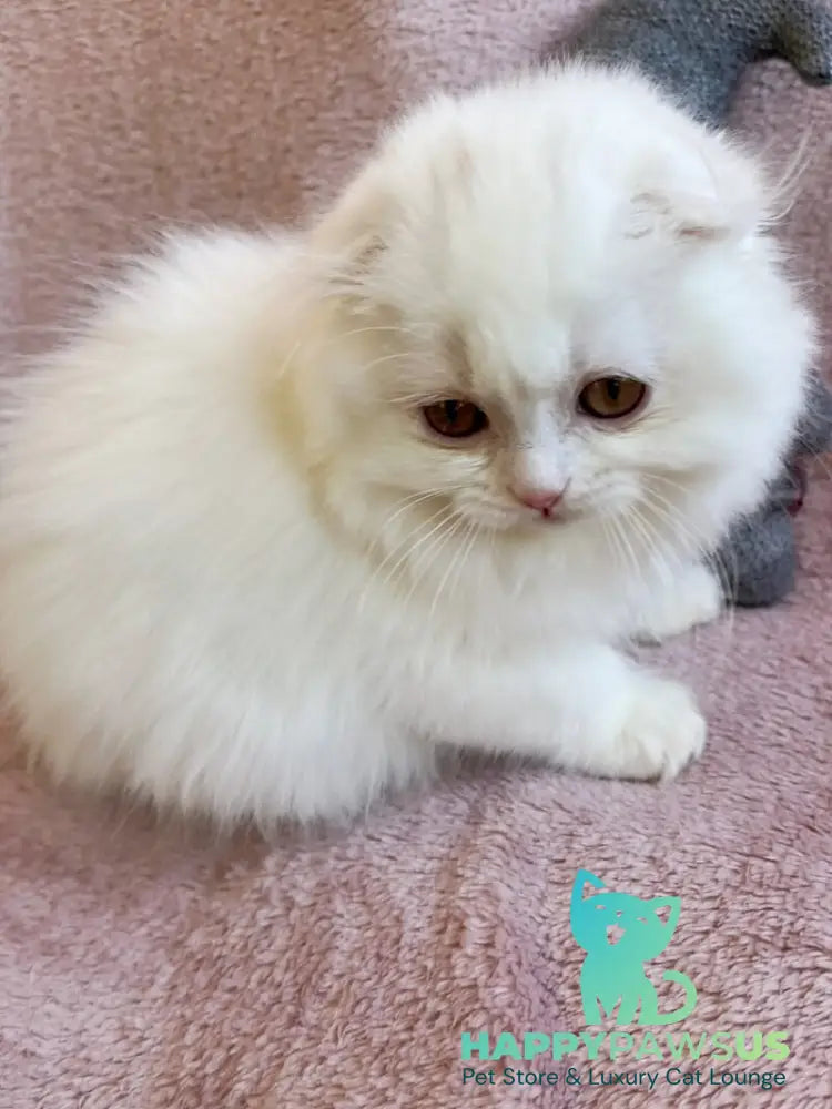 White Crazy Scottish Fold male white live animals