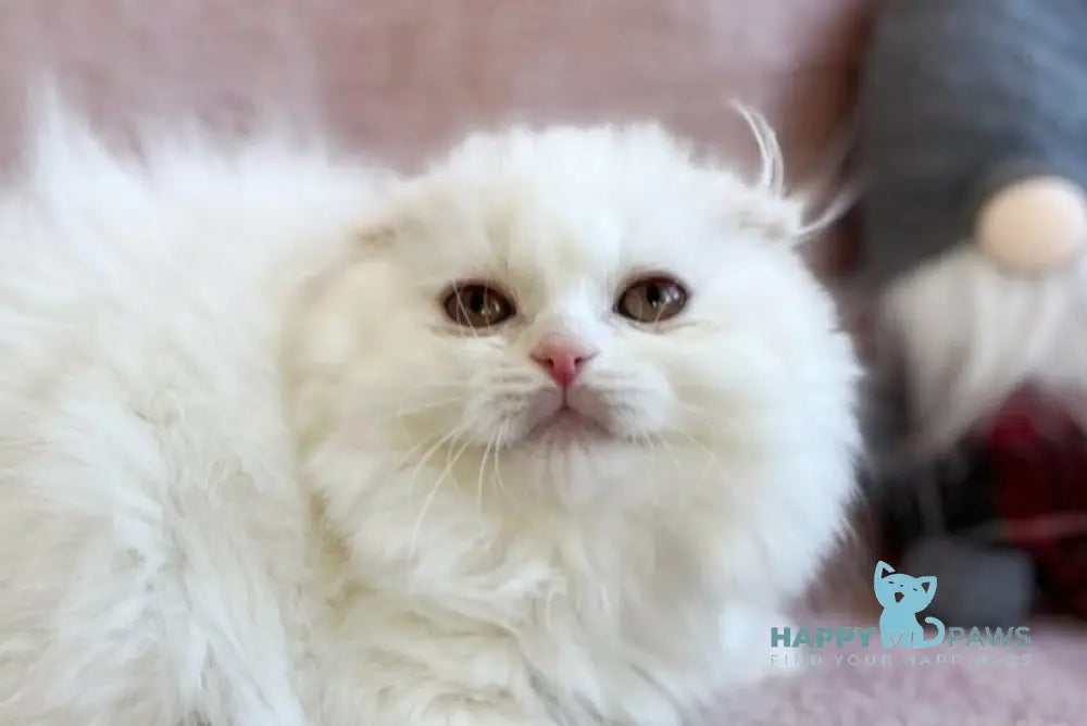 White Crazy Scottish Fold male white live animals