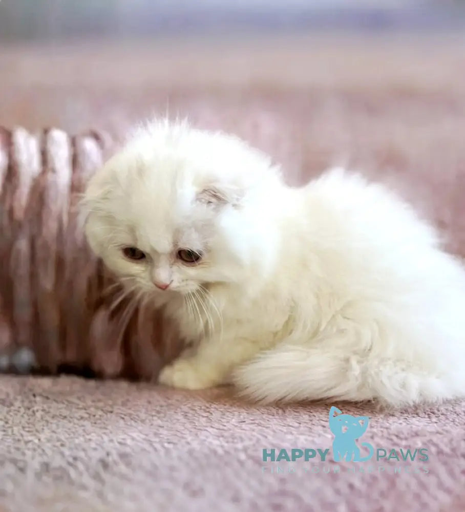 White Crazy Scottish Fold male white live animals