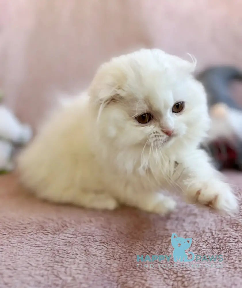 White Crazy Scottish Fold male white live animals