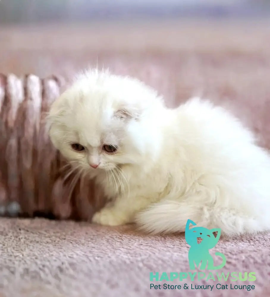 White Crazy Scottish Fold male white live animals