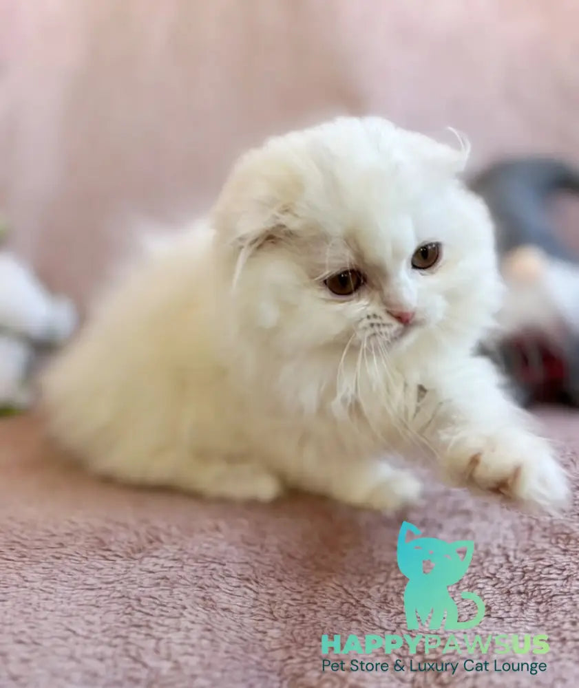 White Crazy Scottish Fold male white live animals