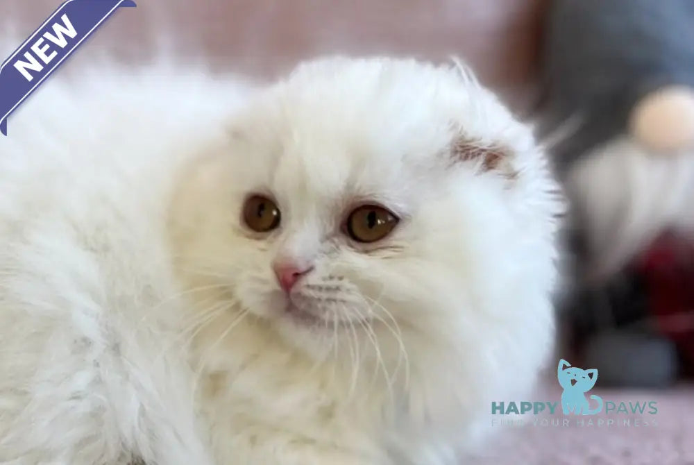 White Crazy Scottish Fold male white live animals