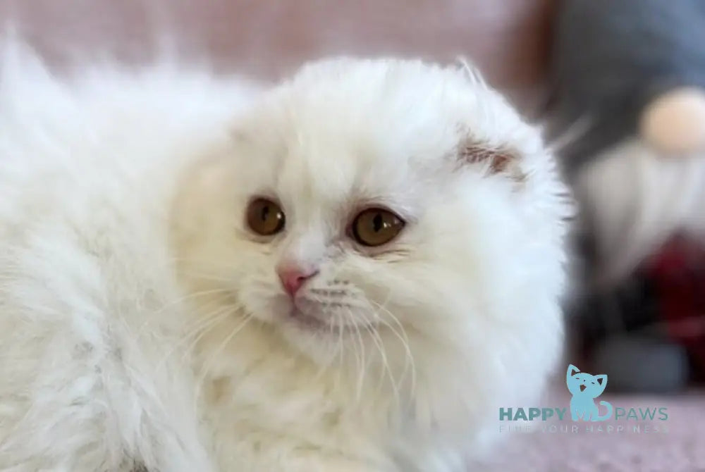 White Crazy Scottish Fold male white live animals