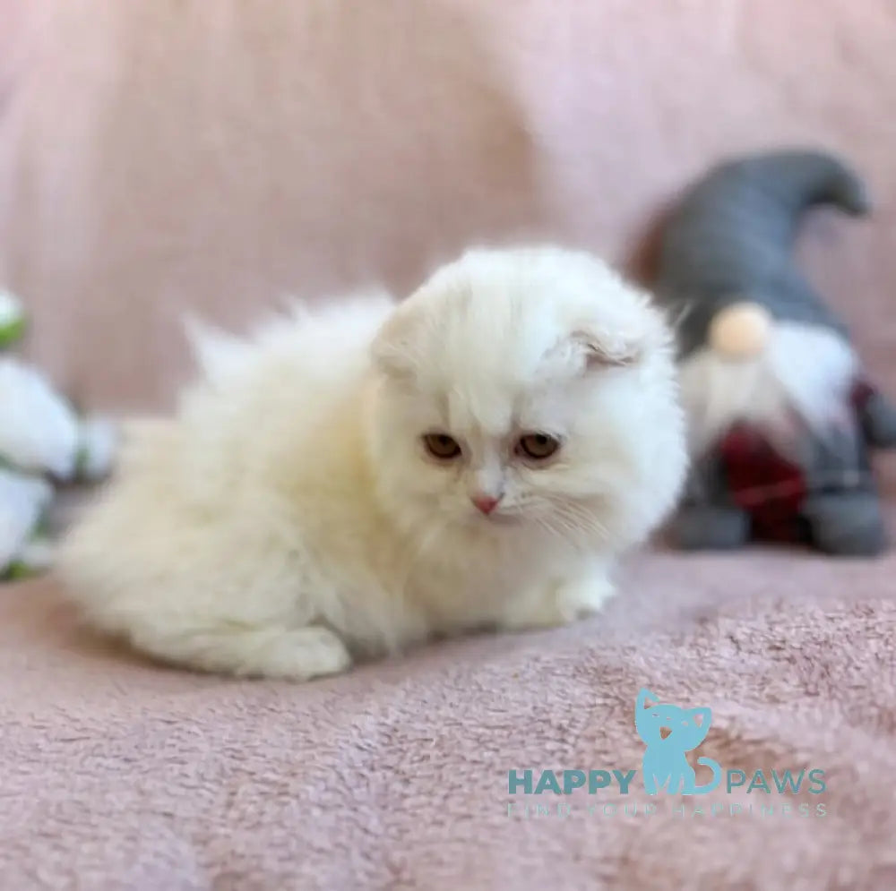 White Crazy Scottish Fold male white live animals