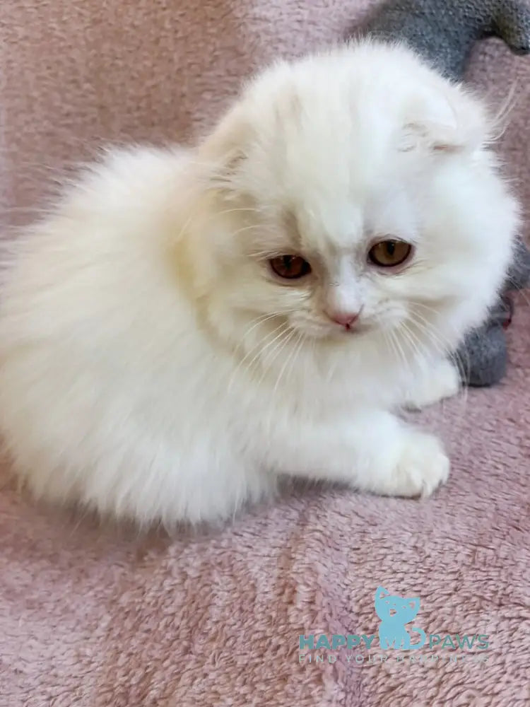 White Crazy Scottish Fold male white live animals