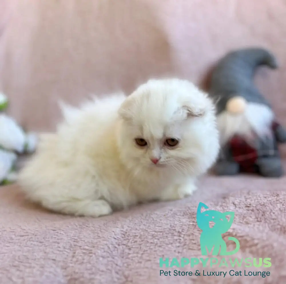 White Crazy Scottish Fold male white live animals