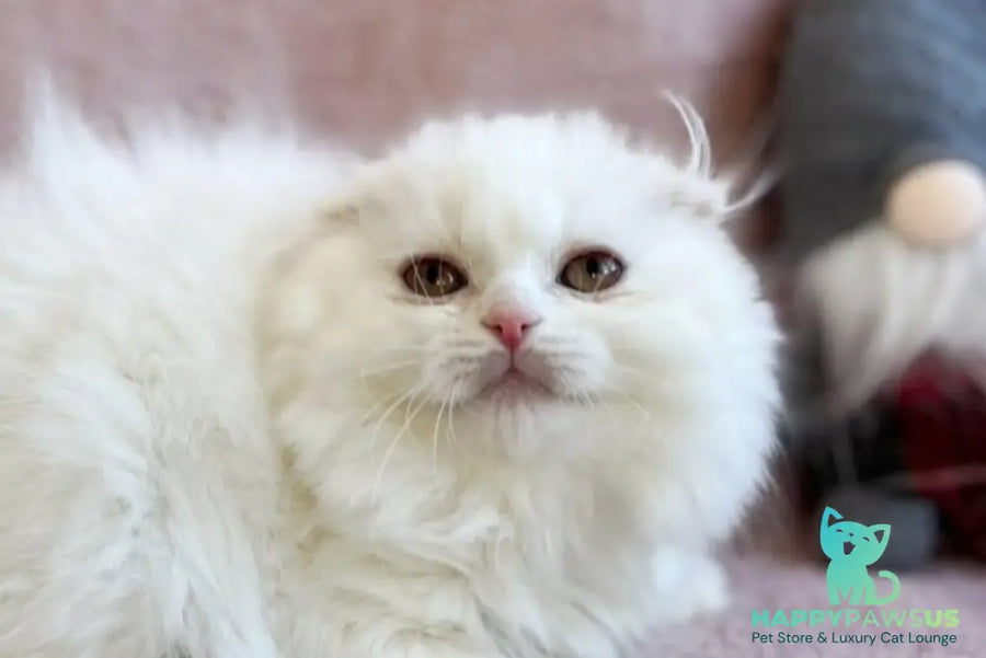 White Crazy Scottish Fold male white live animals