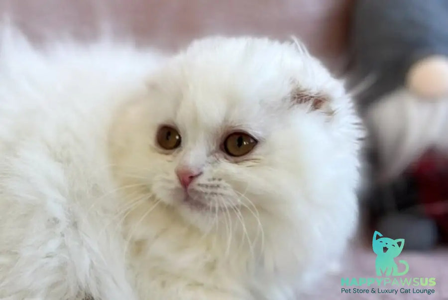 White Crazy Scottish Fold male white live animals