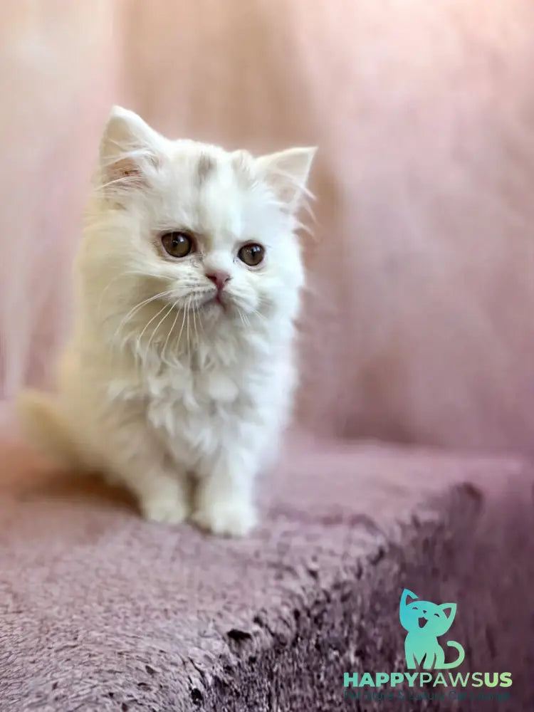 White Milka Scottish Straight female white live animals
