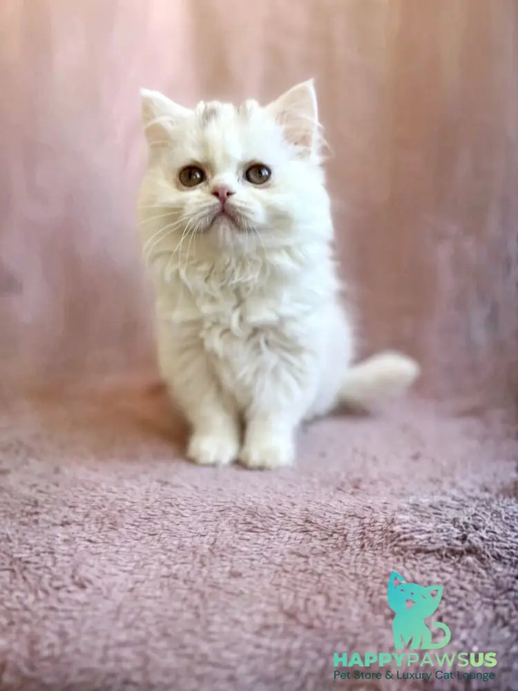 White Milka Scottish Straight female white live animals