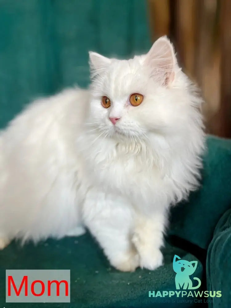 White Milka Scottish Straight female white live animals