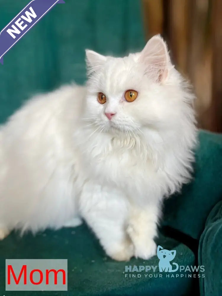 White Milka Scottish Straight female white live animals