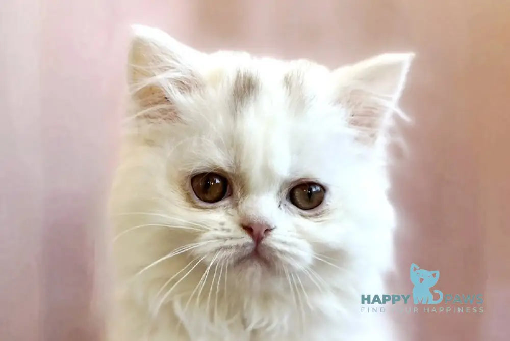 White Milka Scottish Straight female white live animals