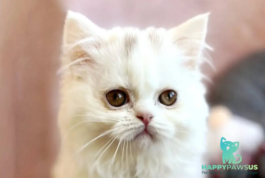 White Milka Scottish Straight female white live animals