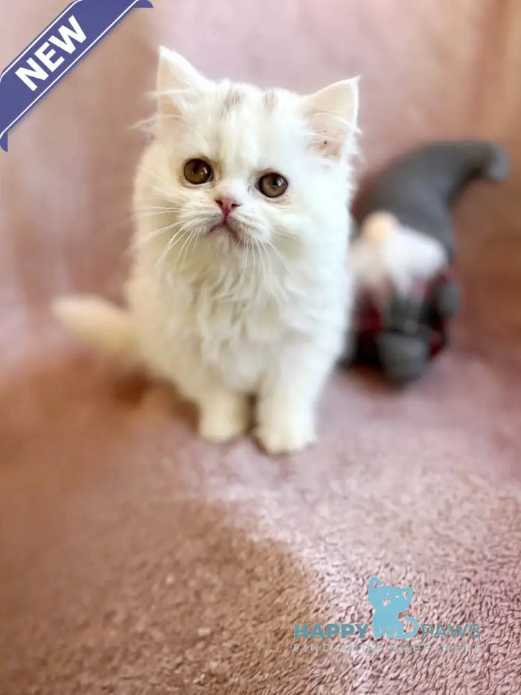 White Milka Scottish Straight female white live animals