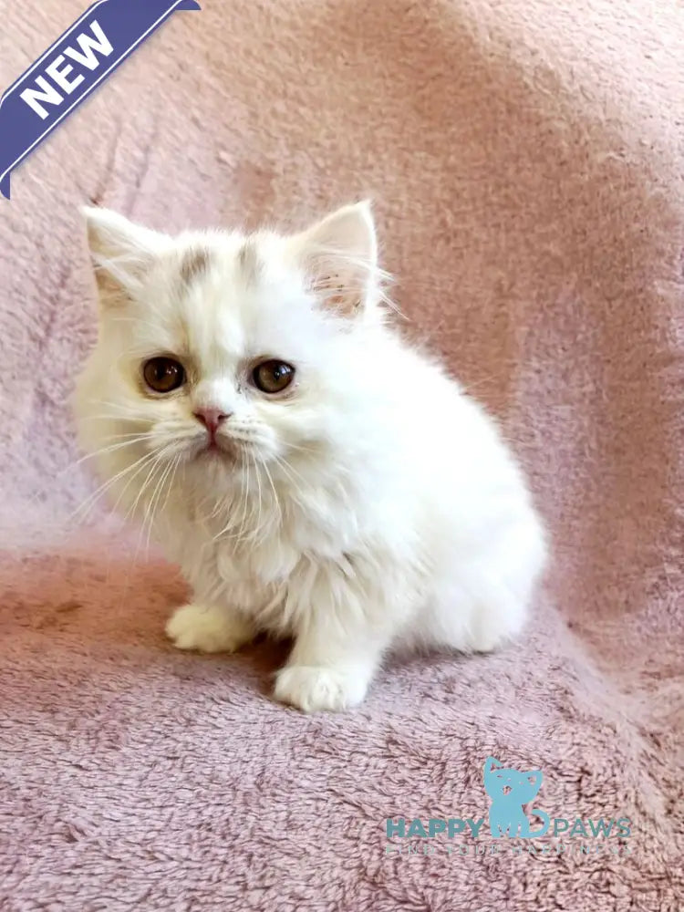 White Milka Scottish Straight female white live animals