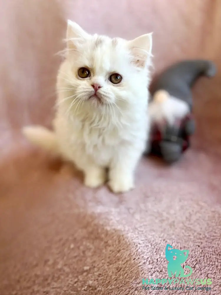 White Milka Scottish Straight female white live animals
