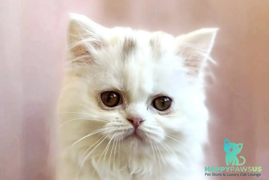 White Milka Scottish Straight female white live animals