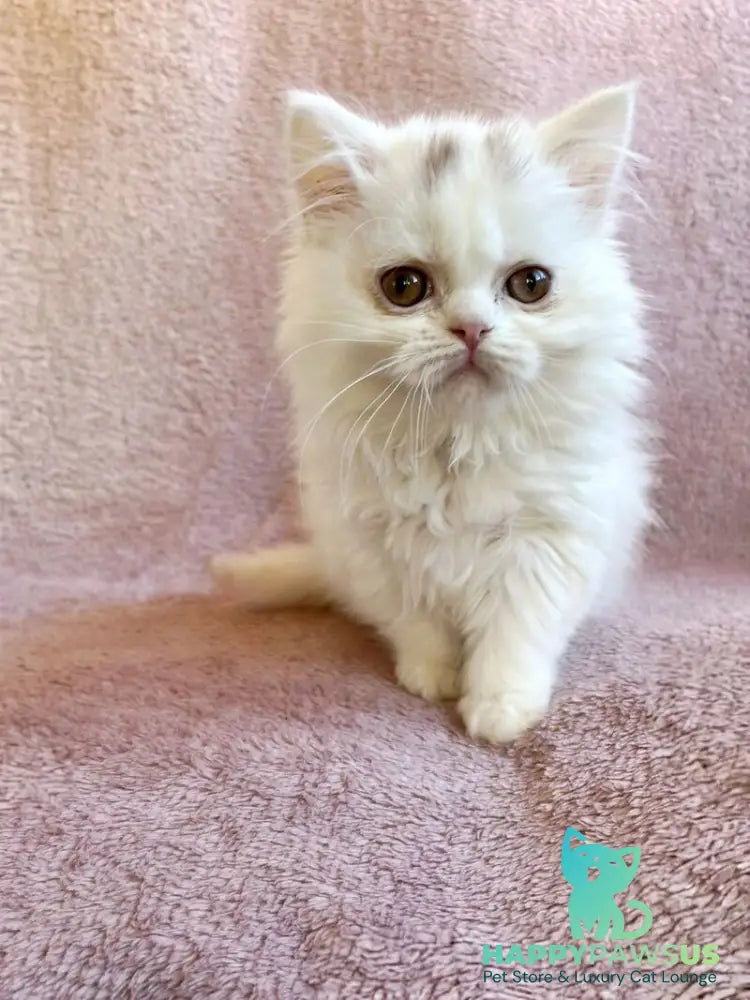 White Milka Scottish Straight female white live animals