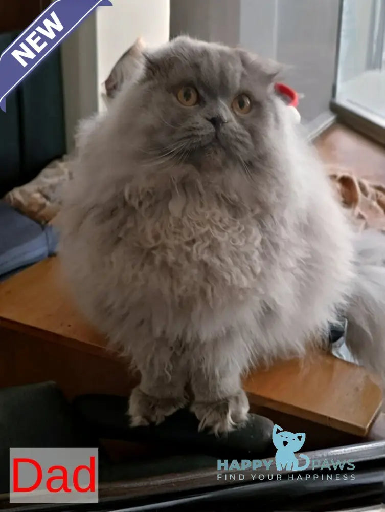 White Milka Scottish Straight female white live animals