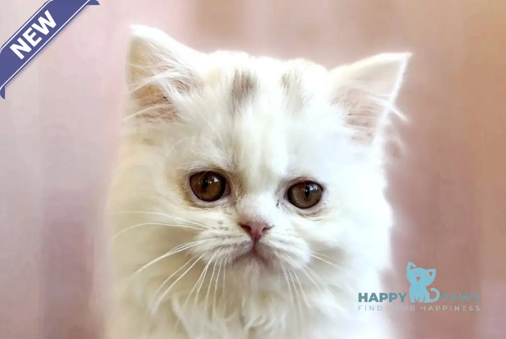 White Milka Scottish Straight female white live animals