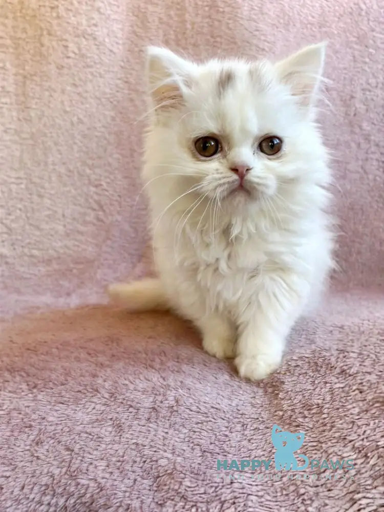 White Milka Scottish Straight female white live animals