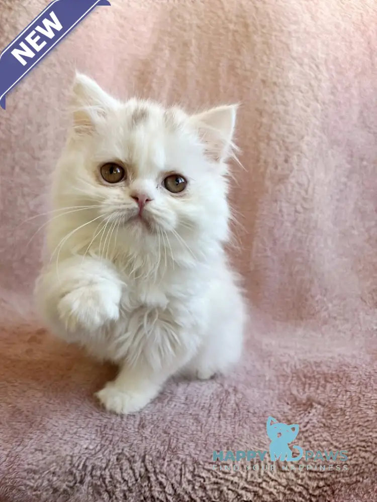 White Milka Scottish Straight female white live animals