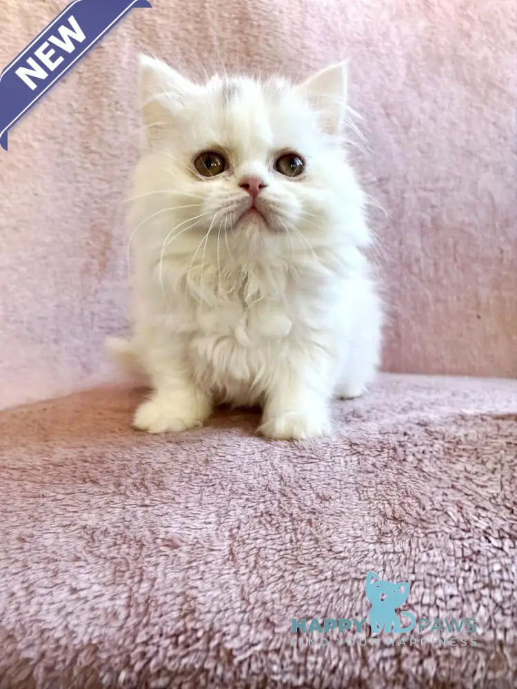 White Milka Scottish Straight female white live animals