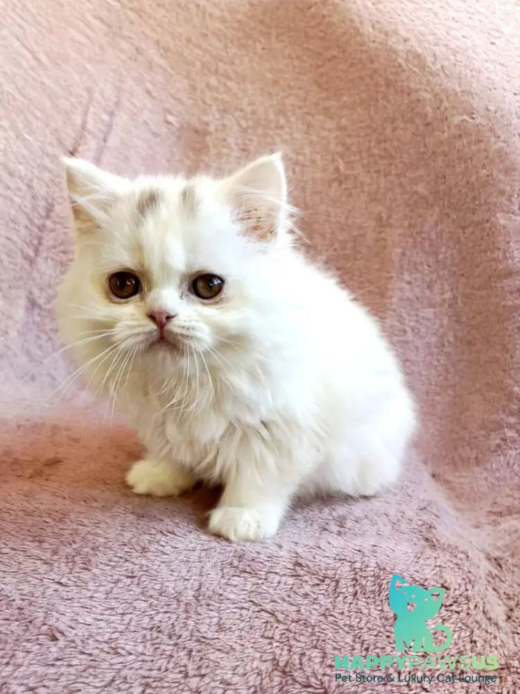 White Milka Scottish Straight female white live animals
