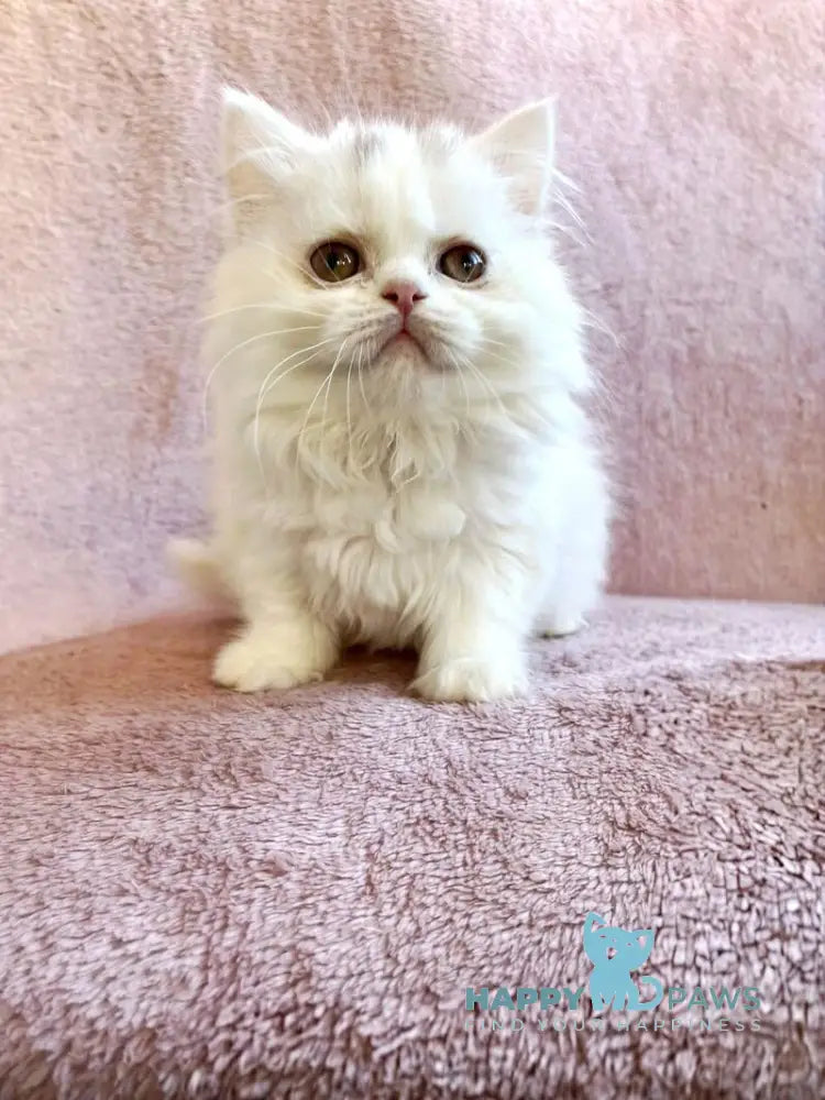 White Milka Scottish Straight female white live animals