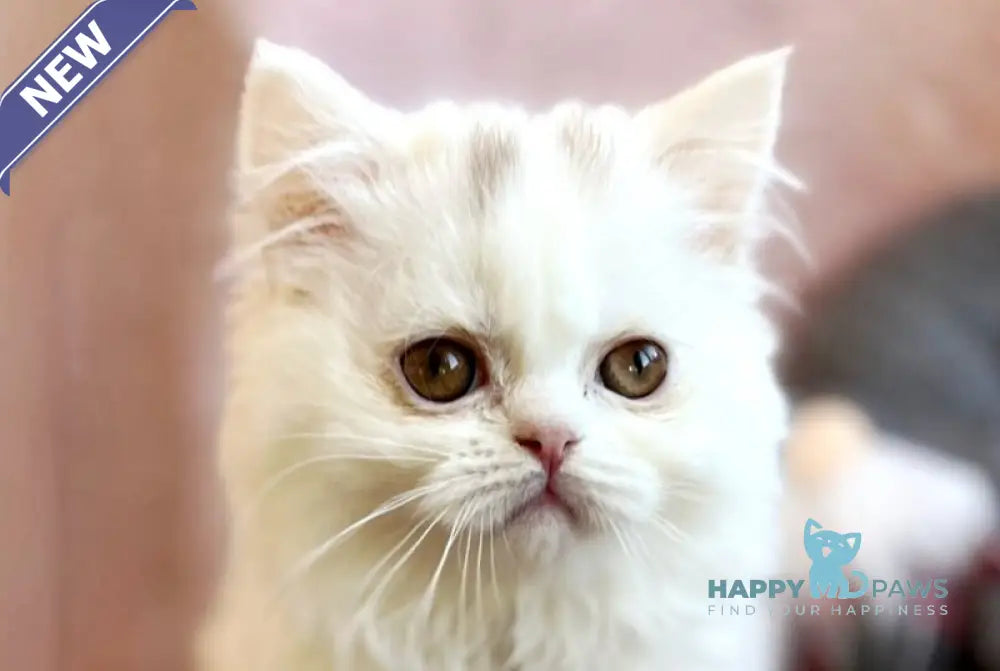 White Milka Scottish Straight female white live animals