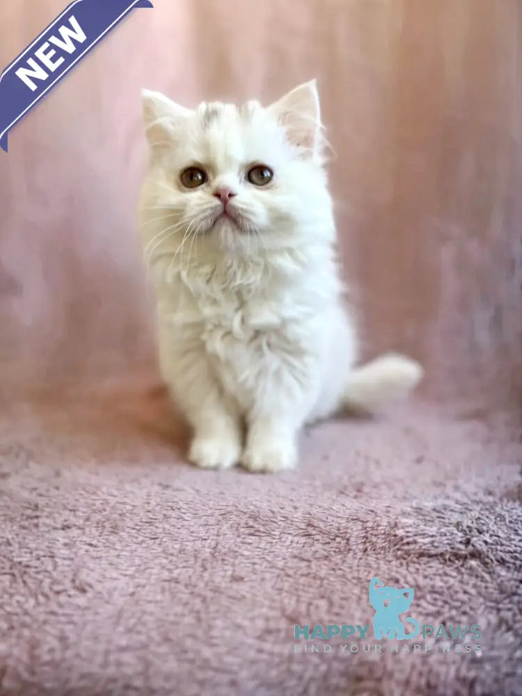 White Milka Scottish Straight female white live animals