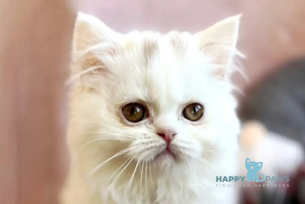 White Milka Scottish Straight female white live animals