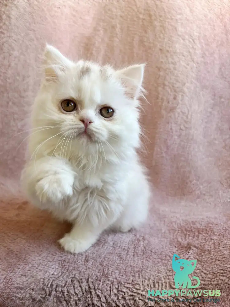 White Milka Scottish Straight female white live animals