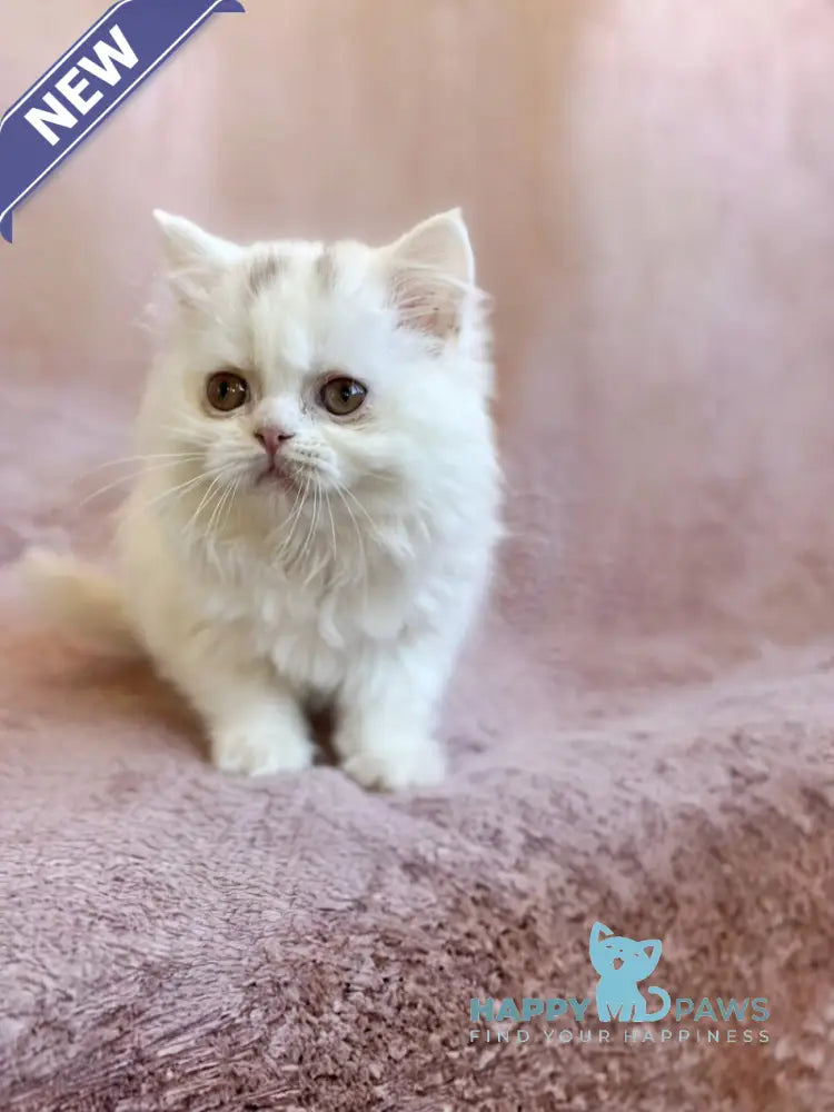 White Milka Scottish Straight female white live animals