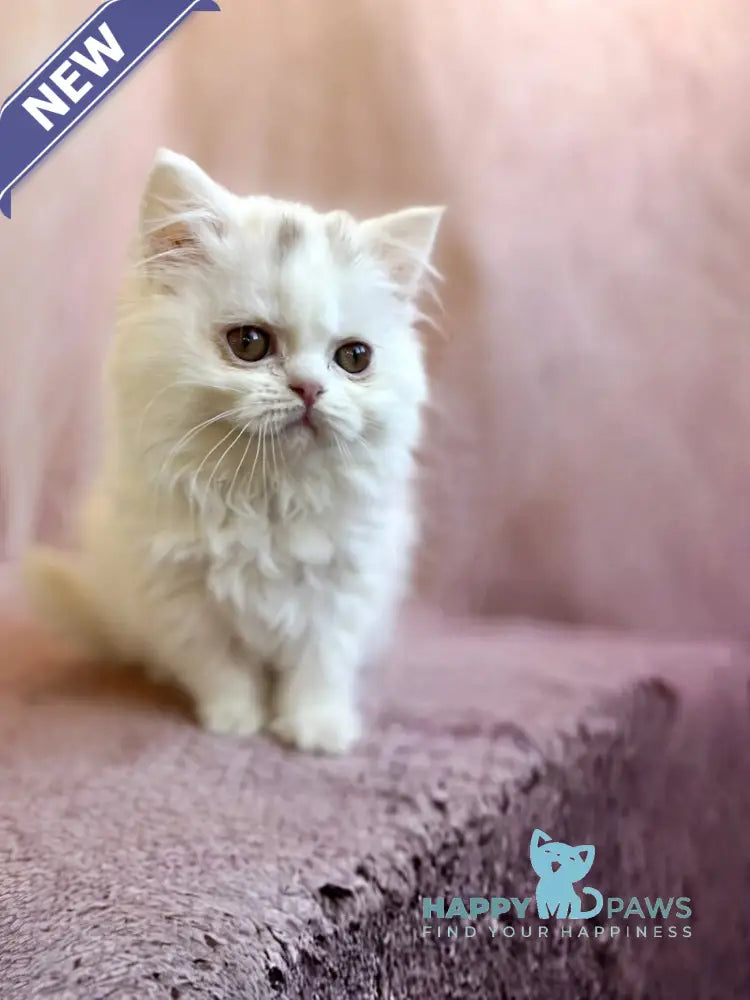 White Milka Scottish Straight female white live animals