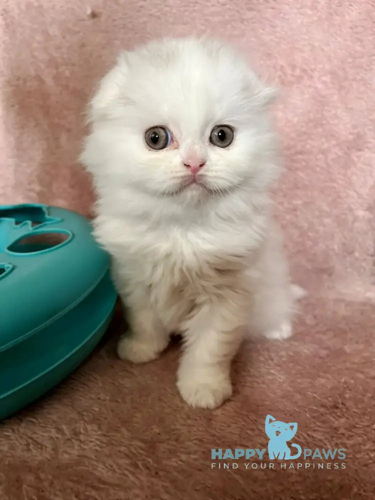 White Scottish Fold female white live animals