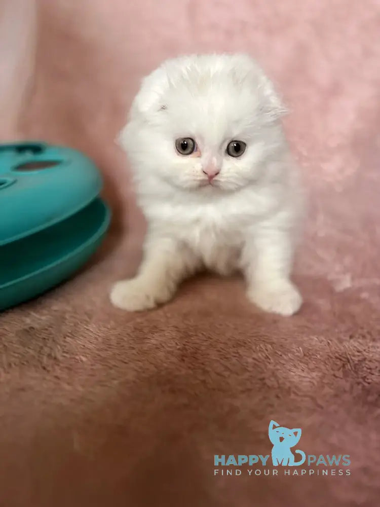 White Scottish Fold female white live animals
