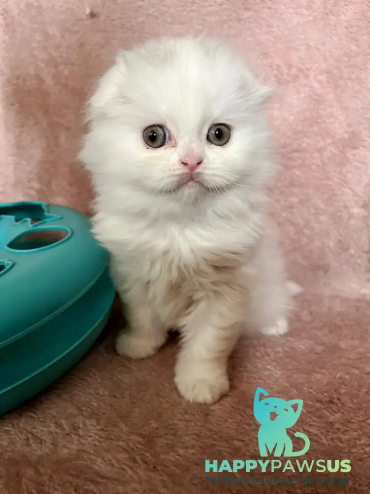 White Scottish Fold female white live animals