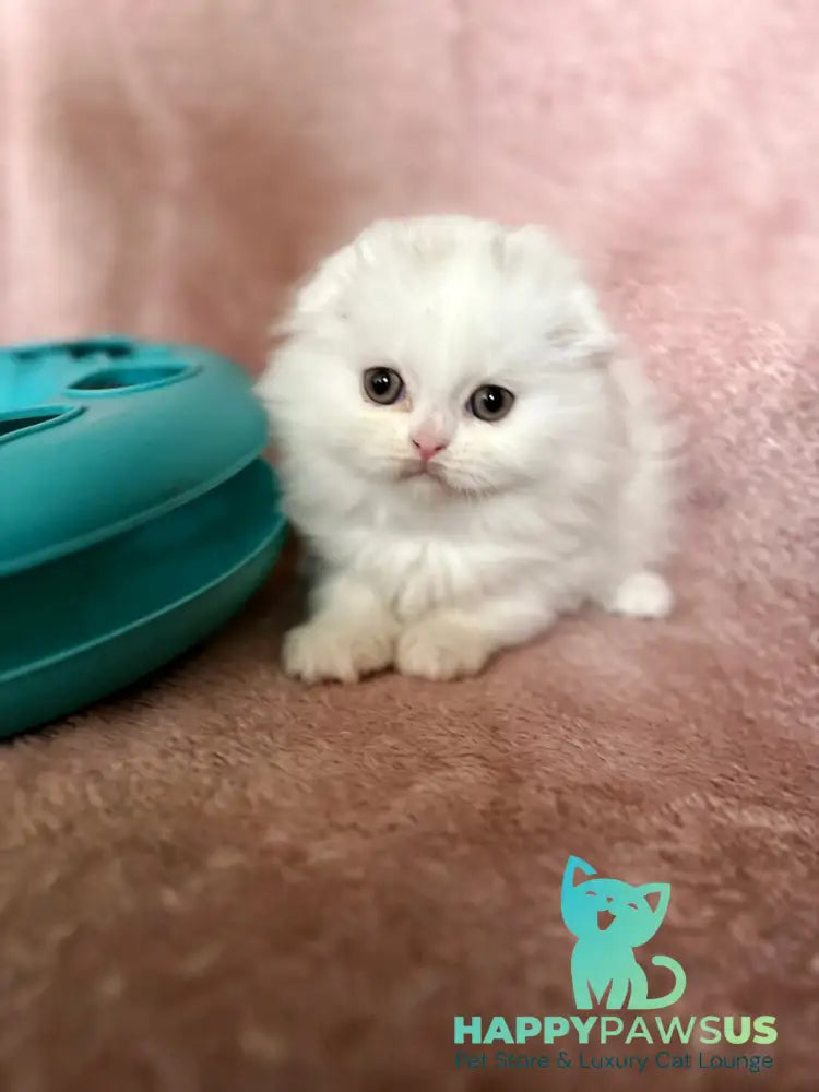 White Scottish Fold female white live animals