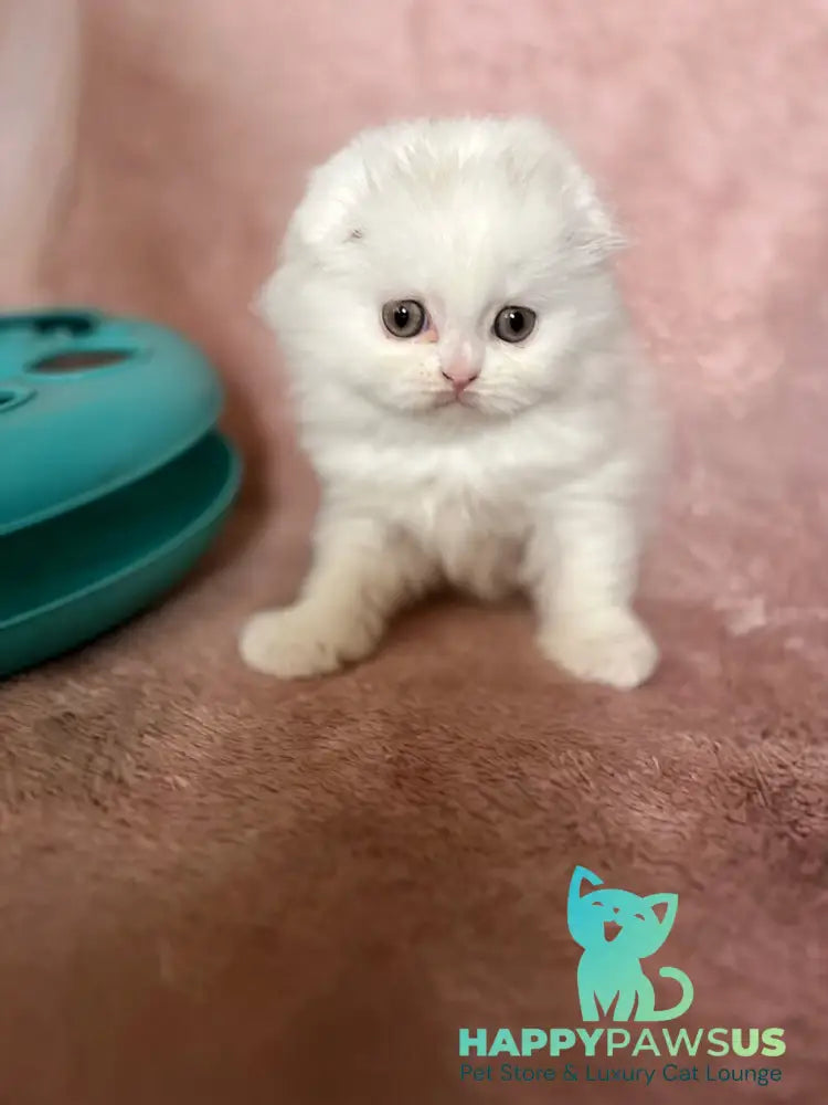 White Scottish Fold female white live animals