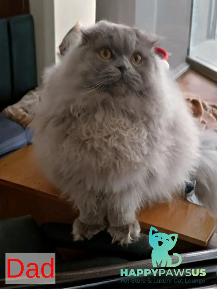 White Scottish Fold female white live animals